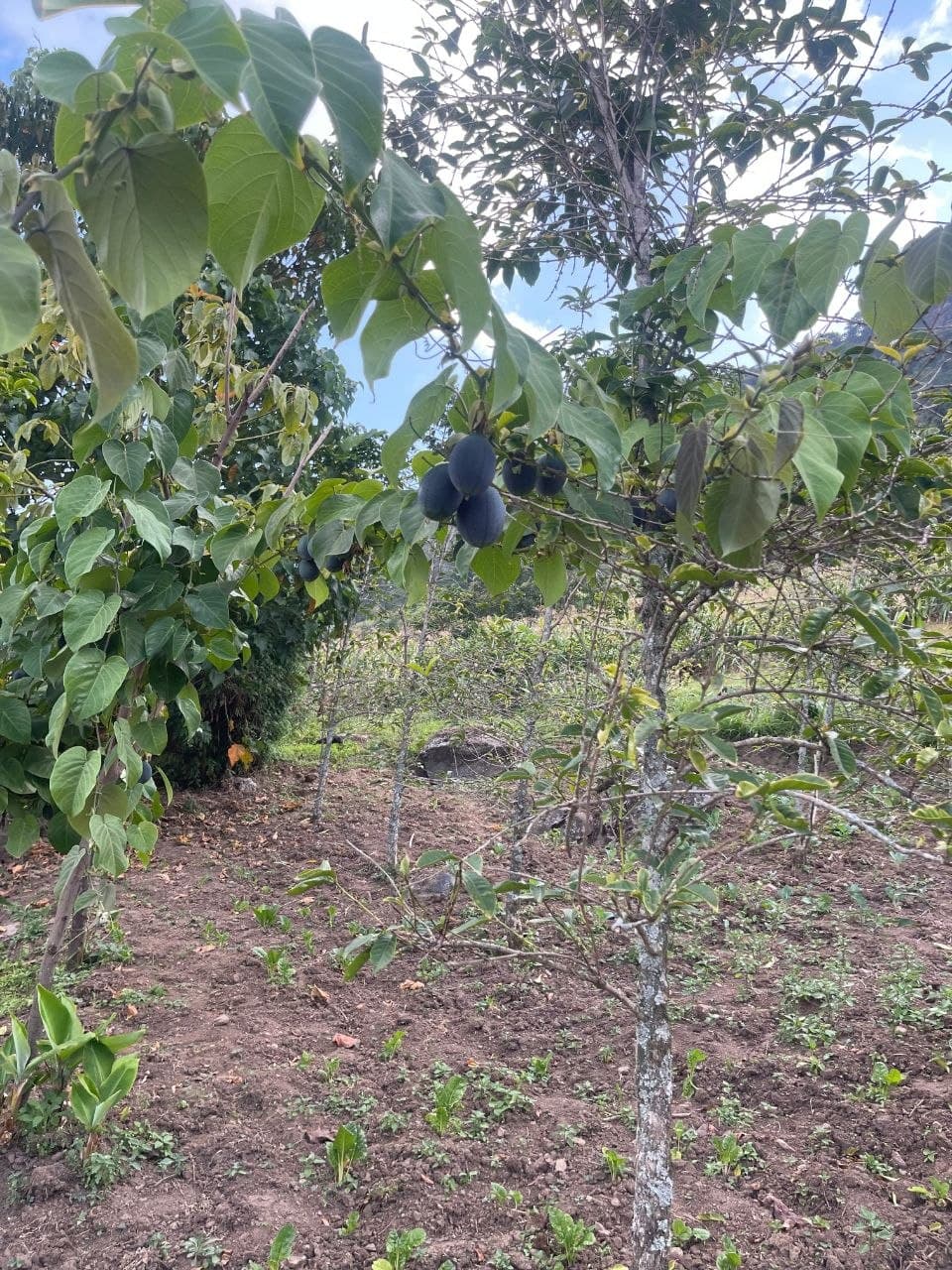Conservation work in the field