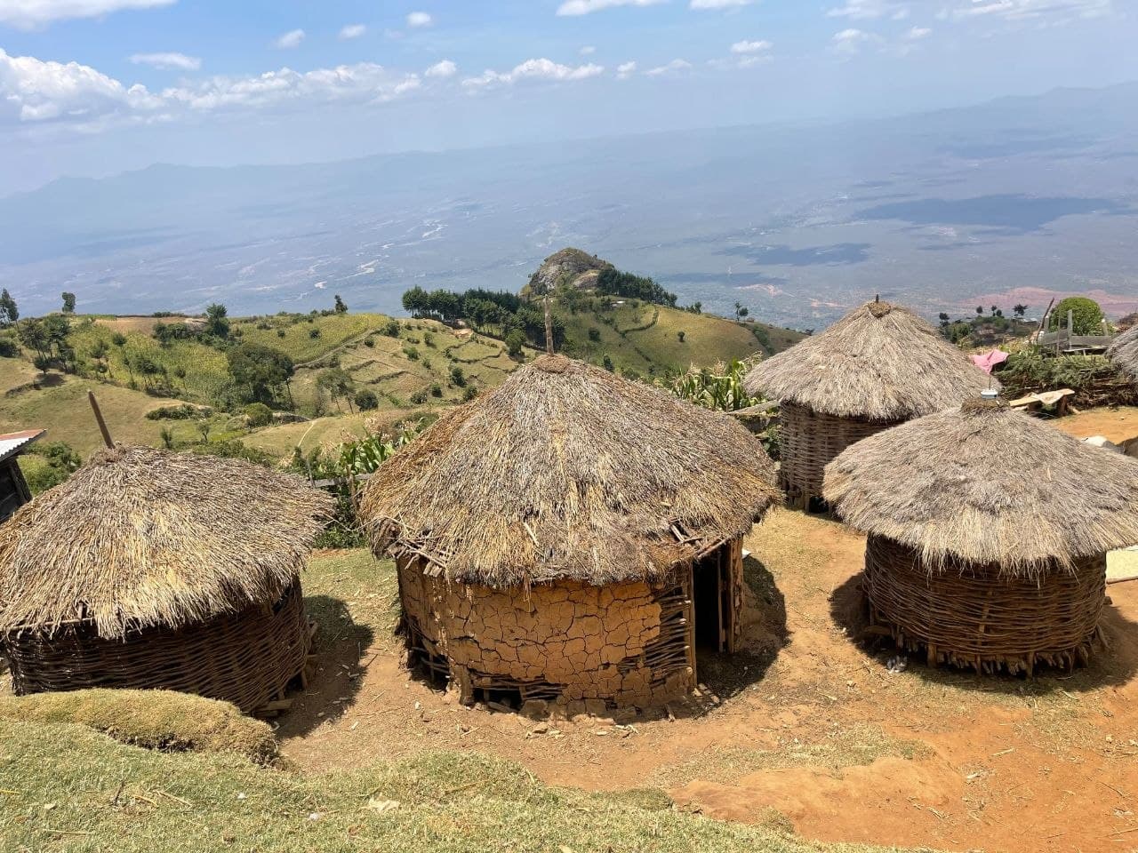 What Is Assisted Natural Regeneration (ANR), Where It Applies, and Why It's Cheaper Than Planting