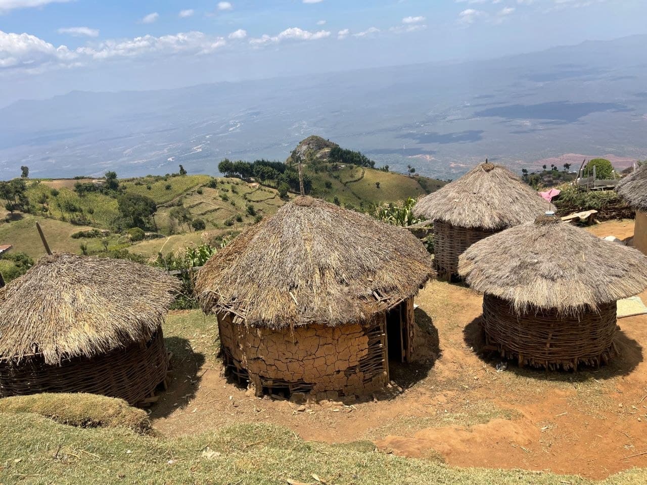 What Is Assisted Natural Regeneration (ANR), Where It Applies, and Why It's Cheaper Than Planting