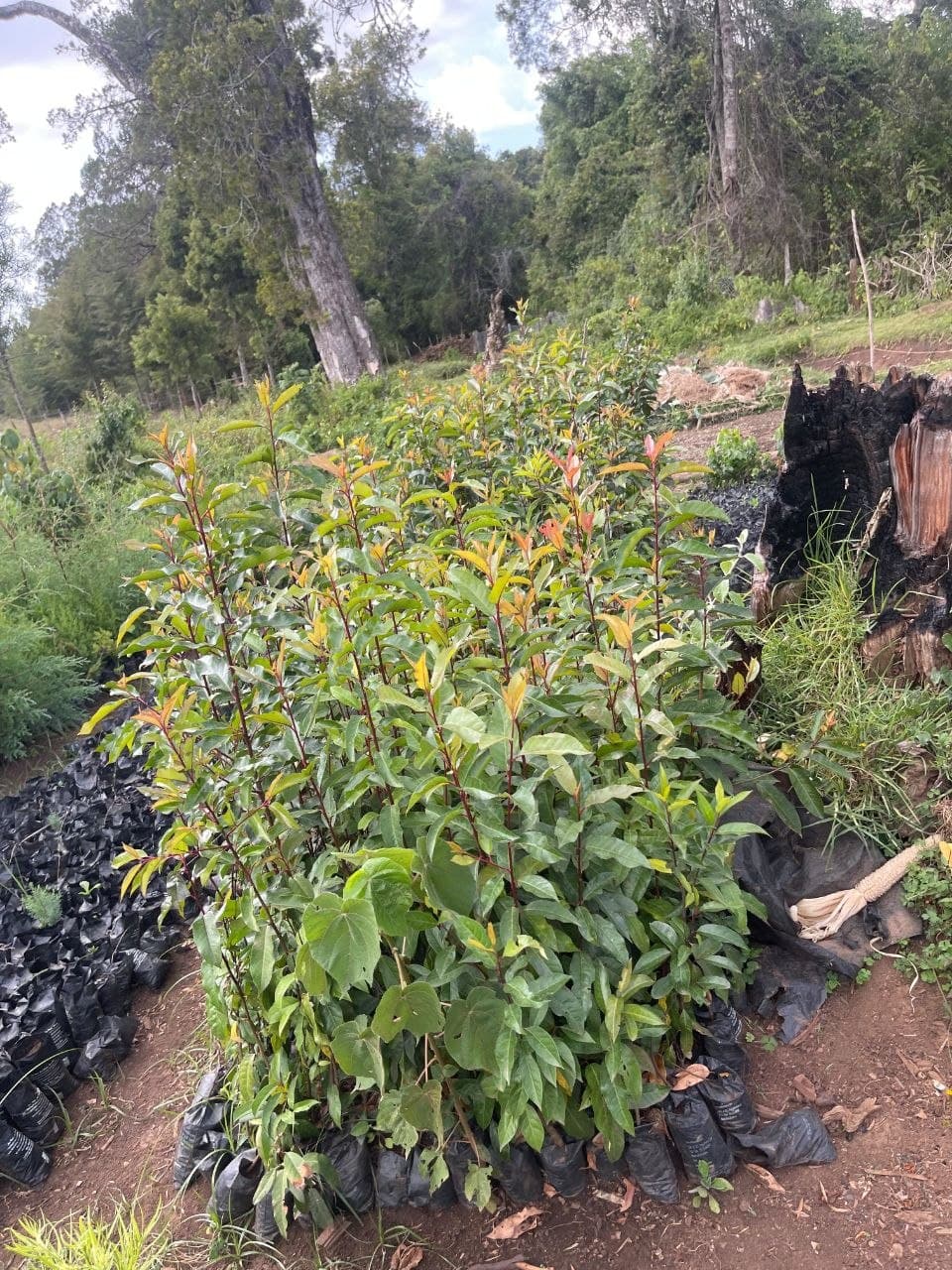 World Environment Day Special: Celebrating at Cheptebo