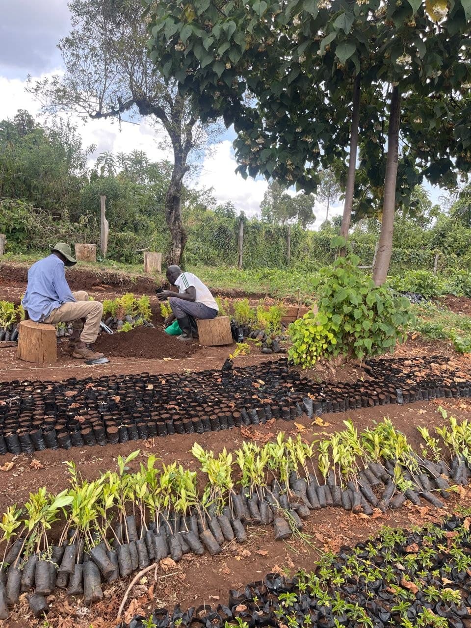 Impact of restoration work