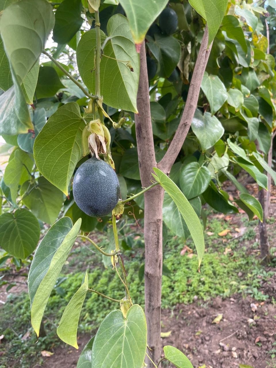 Local plant species documented during field restoration work