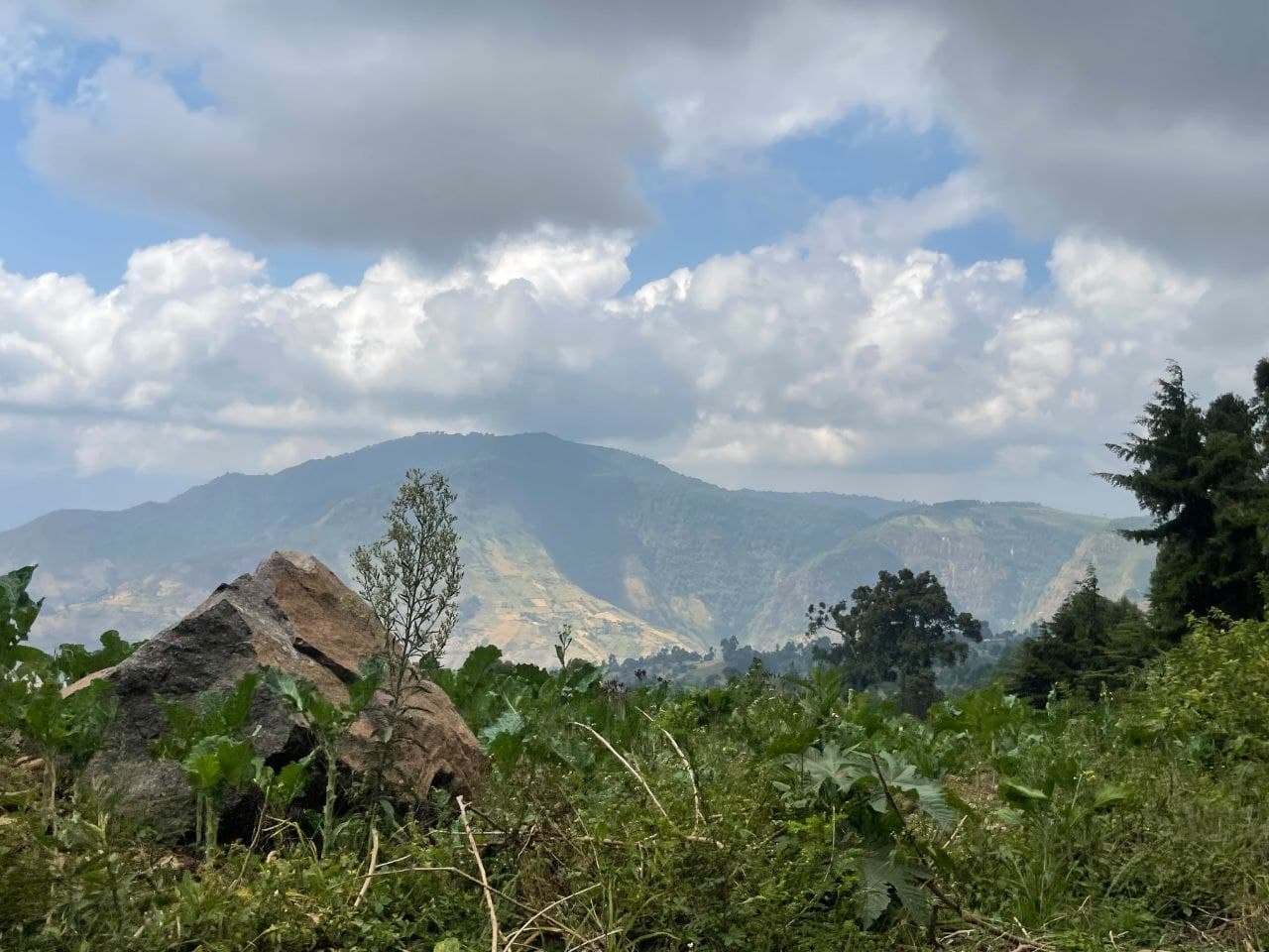 Kaptagat Forest restoration site