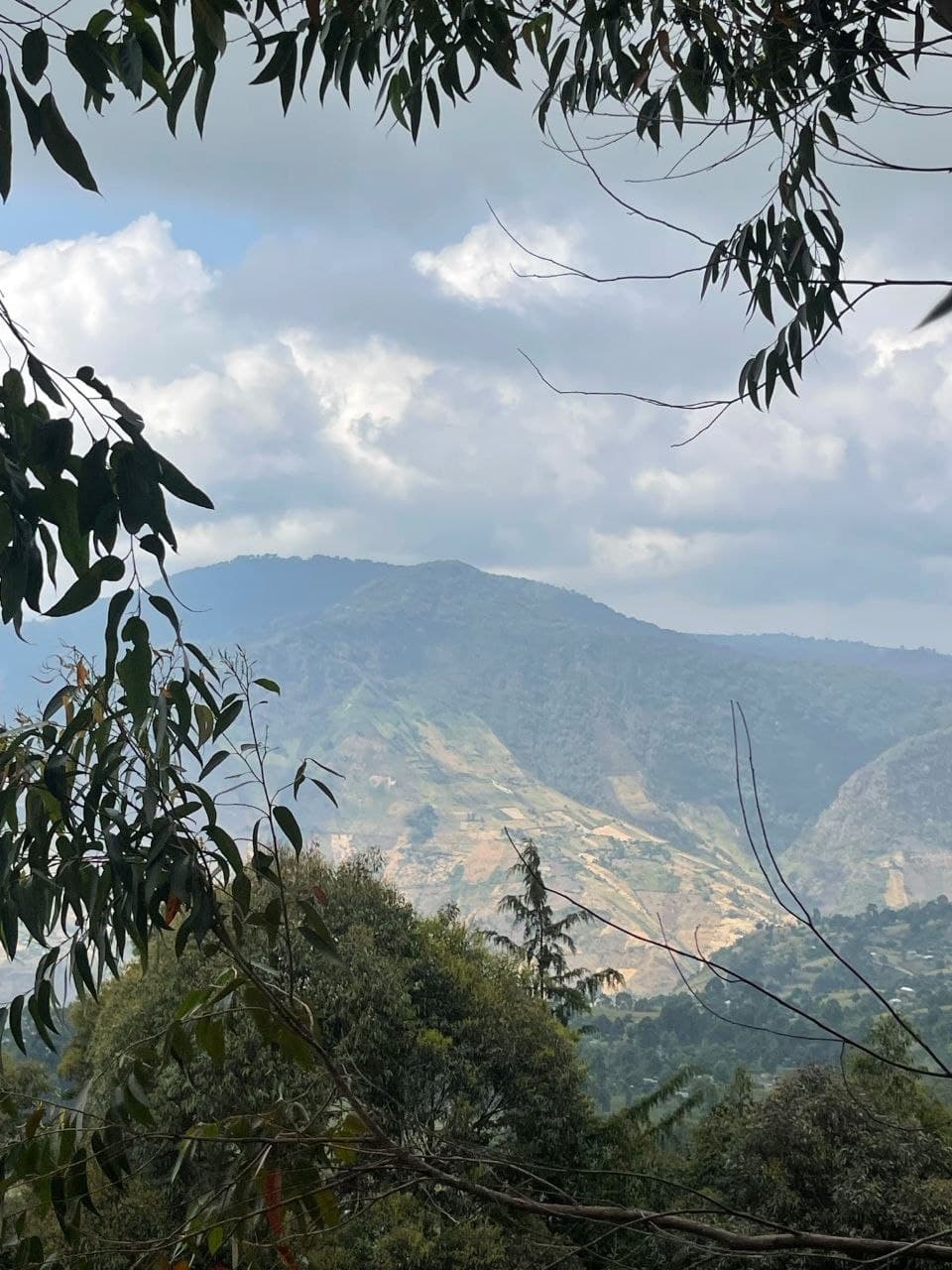 Cherangani North Corridor restoration site
