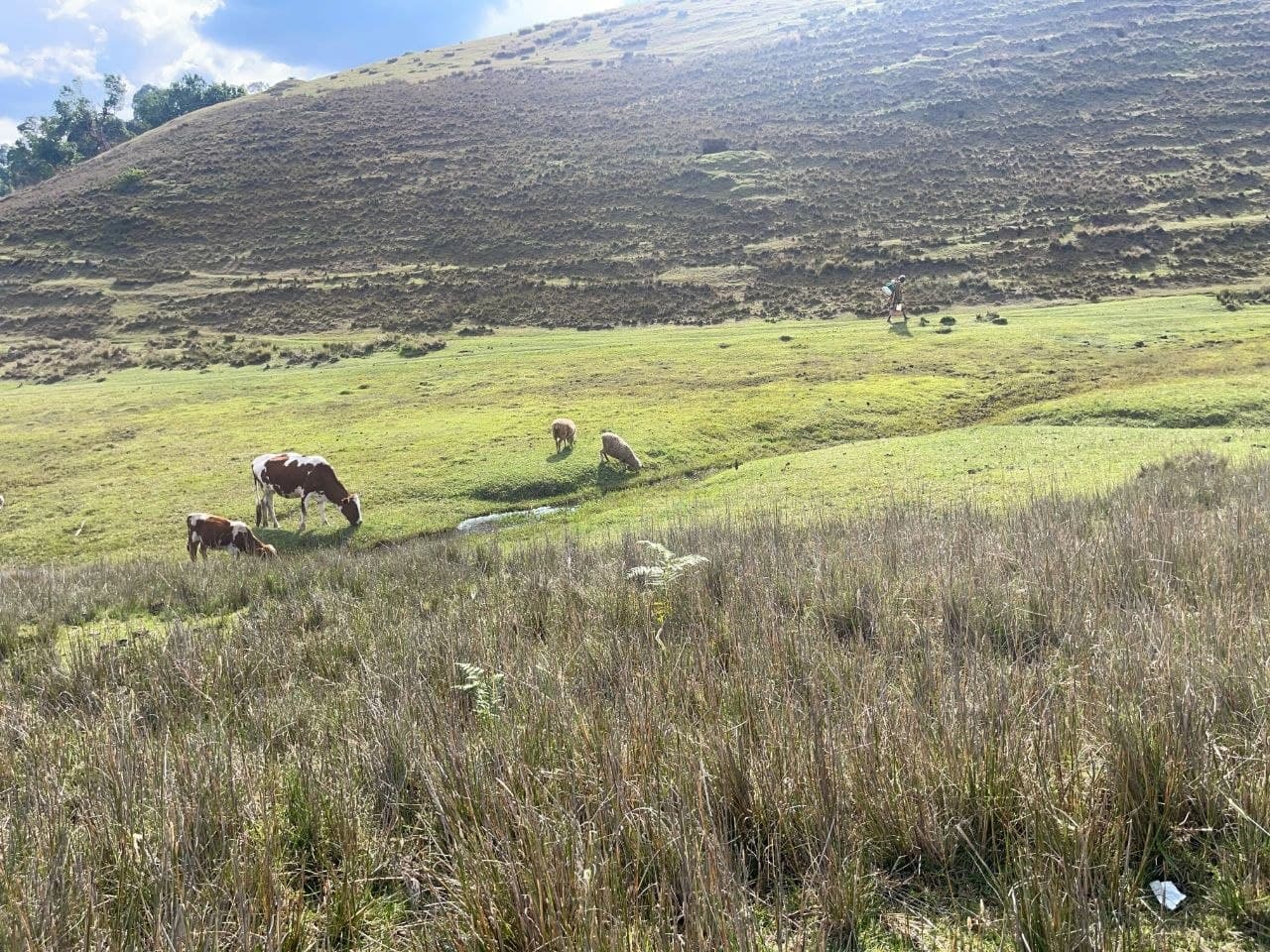 Mau-Adjacent Highlands restoration site
