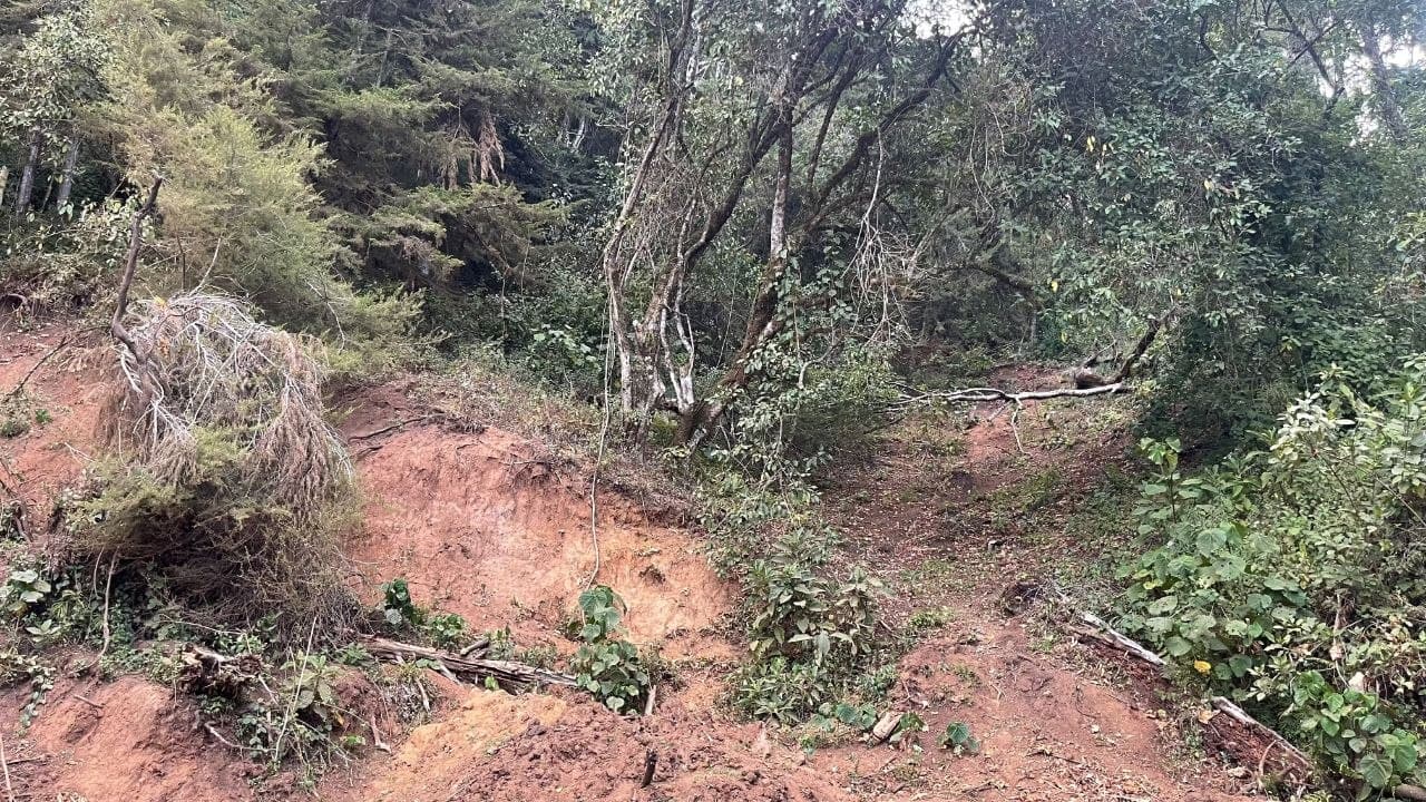 Agroforestry & Reforestation