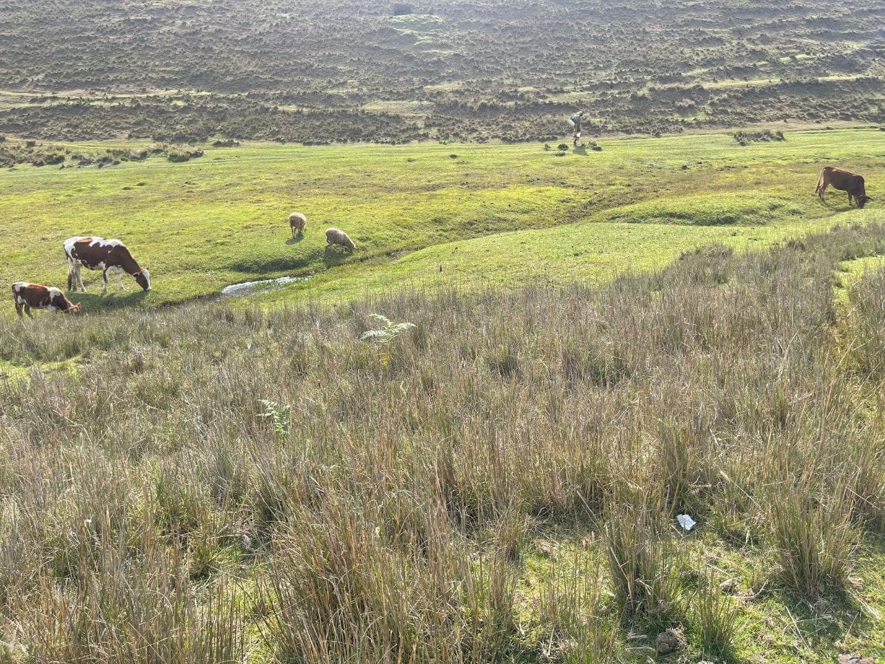 Wildlife & Biodiversity