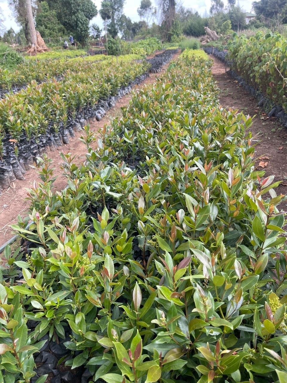 News from the field